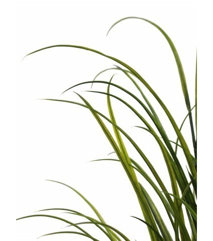 Fausse herbe des champs