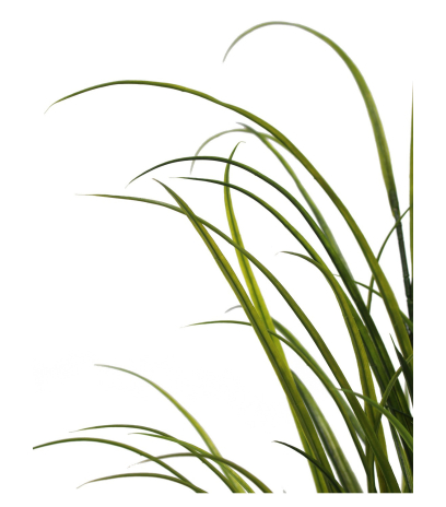 Fausse herbe des champs