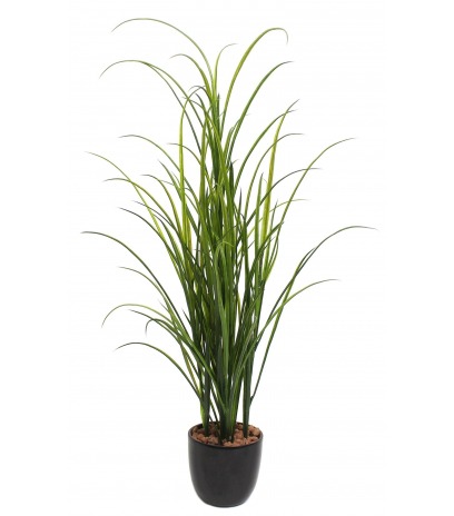 Fausse herbe des champs