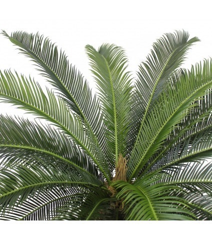 Cycas artificiel à grandes palmes