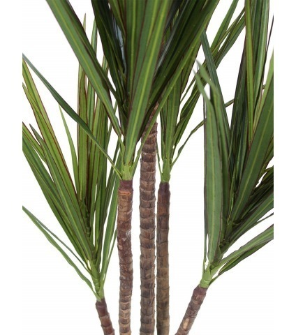 Dracaena indivisa artificiel