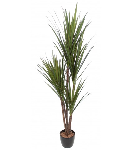 Dracaena indivisa artificiel