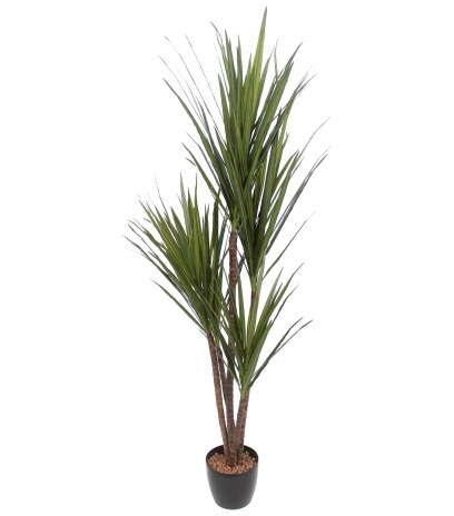 Dracaena indivisa artificiel