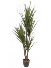 Dracaena indivisa artificiel