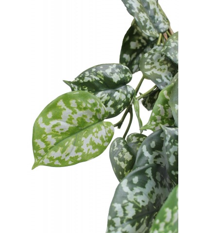 Chute de scindapsus pictus artificielle