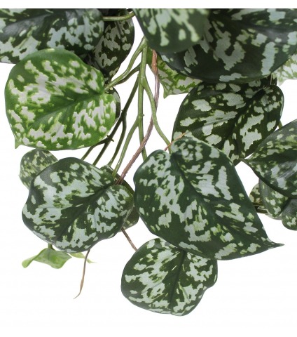 Chute de scindapsus pictus artificielle