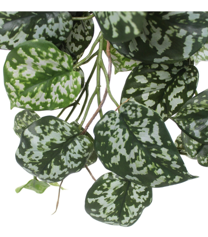 Chute de scindapsus pictus artificielle