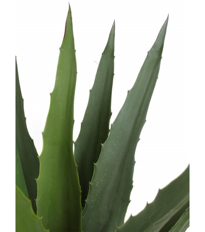 Agave montana artificiel