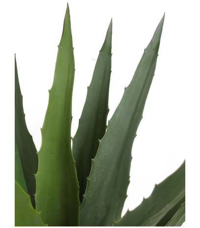 Agave montana artificiel