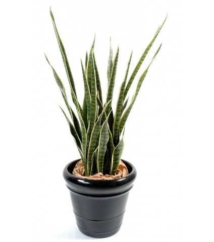 Sansevieria artificiel langue de belle mère
