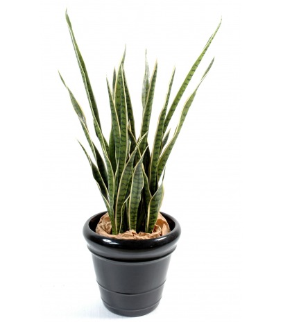 Sansevieria artificiel langue de belle mère