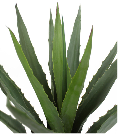 Agave montana artificiel