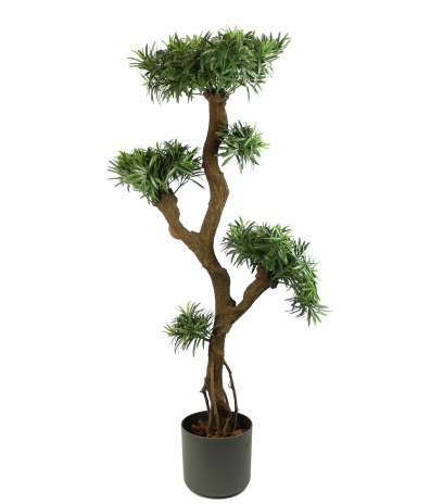 Podocarpus artificiel racines