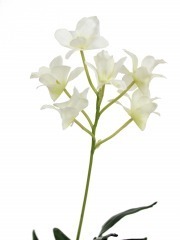 Dendrobium artificiel fleuri