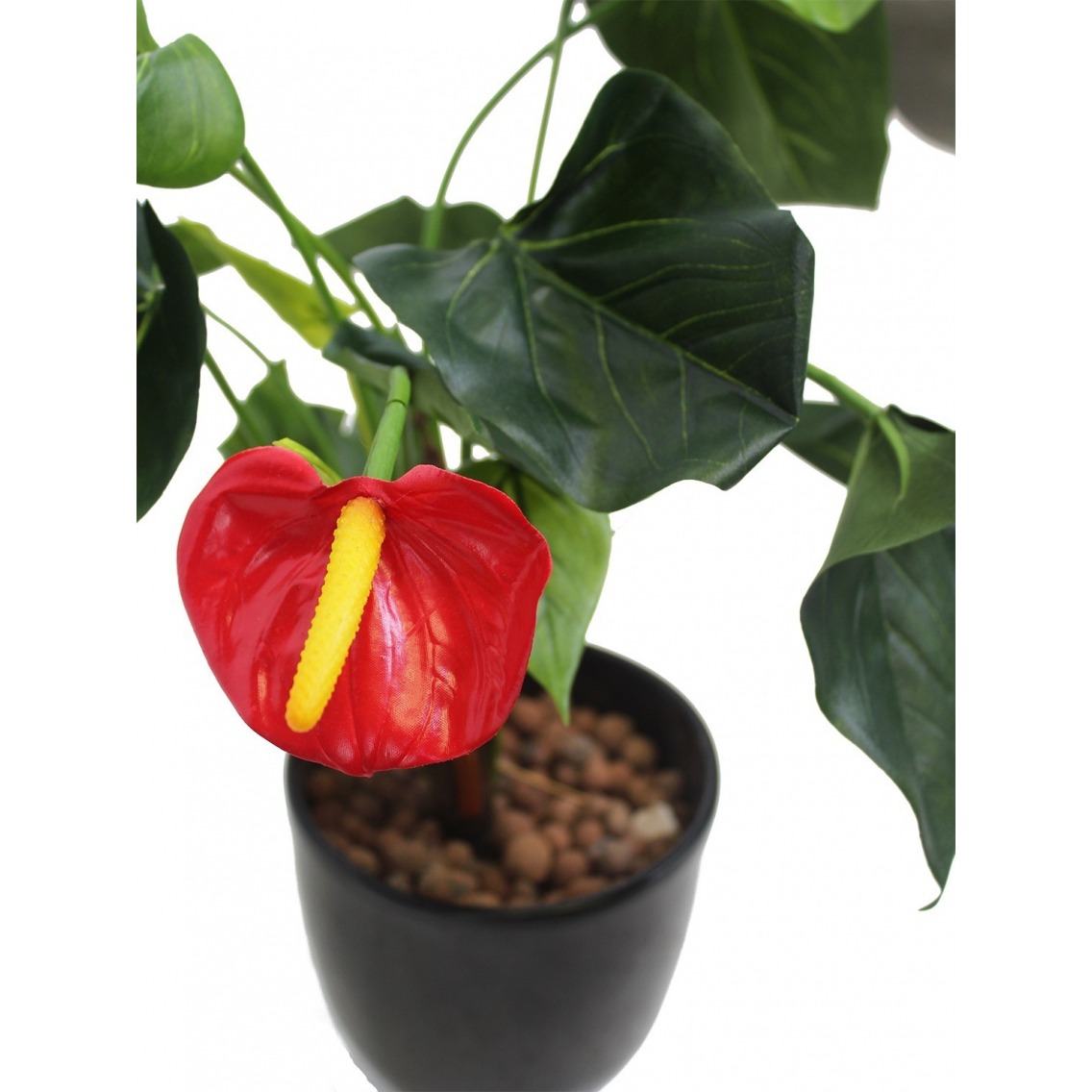 caring for an philodendron sodiroi Sodiroi Philodendron  Plant Detectives