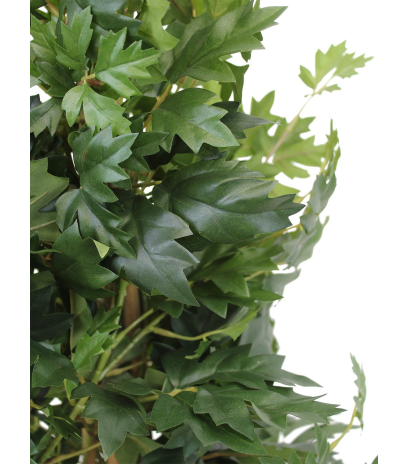 Cissus artificiel