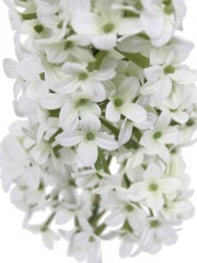 Lilas artificiel blanc