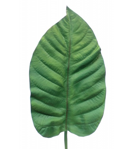 Feuille alocasia artificielle