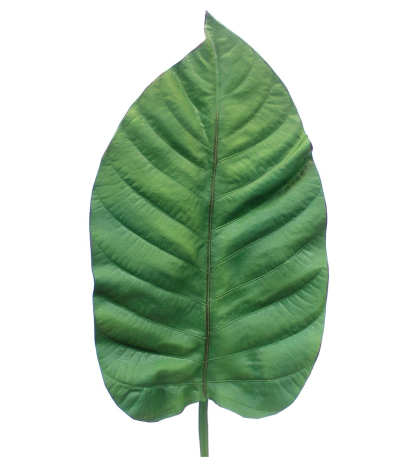 Feuille alocasia artificielle