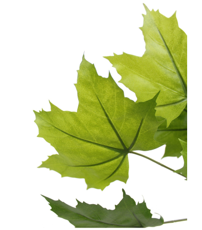 Feuille de platane artificielle