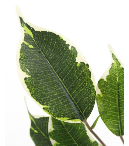 Feuille de ficus exotica artificielle