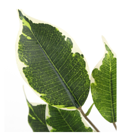 Feuille de ficus exotica artificielle