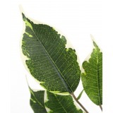Feuille de ficus exotica artificielle