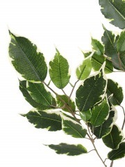 Feuille de ficus exotica artificielle