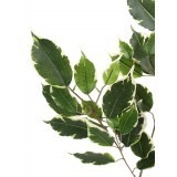 Feuille de ficus exotica artificielle