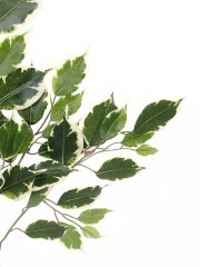 Feuille de ficus exotica artificielle