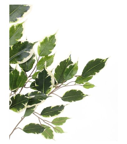 Feuille de ficus exotica artificielle