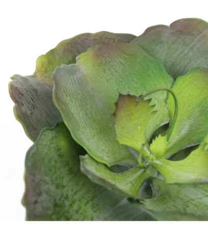 Grande succulente artificielle ronde