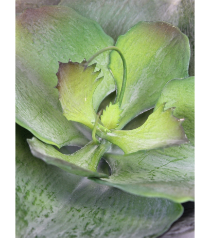 Grande succulente artificielle ronde