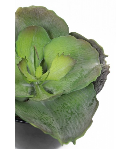 Grande succulente artificielle ronde