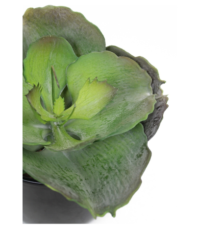 Grande succulente artificielle ronde