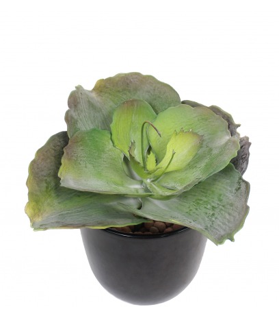 Grande succulente artificielle ronde