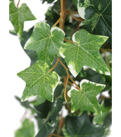 Grand lierre panaché artificiel