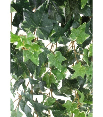 Grand lierre panaché artificiel