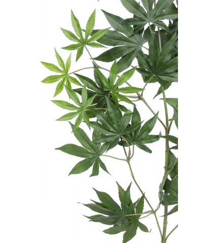 Feuille aralia japonica