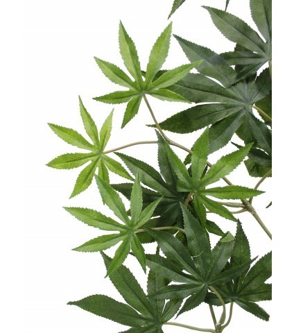 Feuille aralia japonica