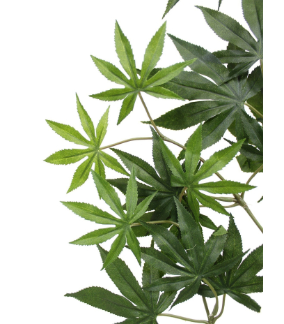 Feuille aralia japonica