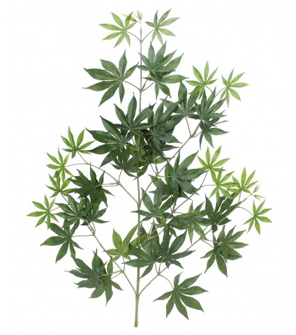 Feuille aralia japonica