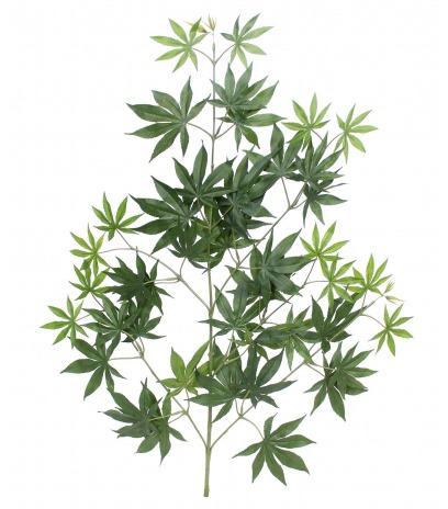Feuille aralia japonica