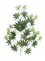Feuille aralia japonica