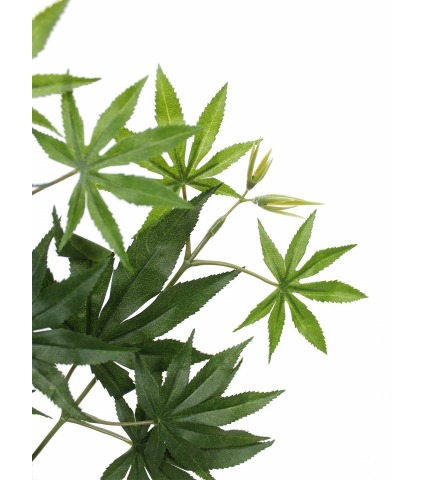 Feuille aralia japonica