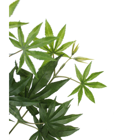 Feuille aralia japonica