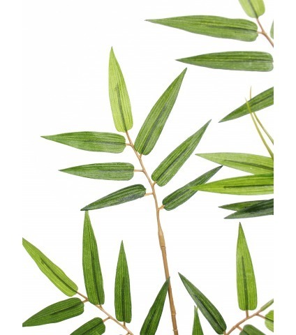 Feuille de bambou oriental