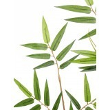 Feuille de bambou oriental