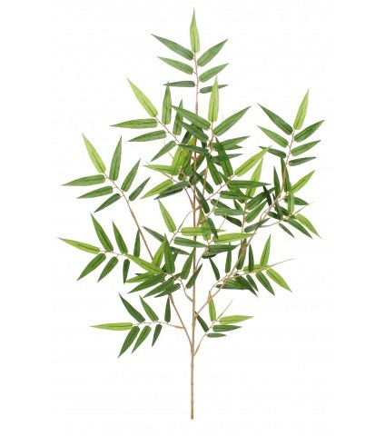 Feuille de bambou oriental