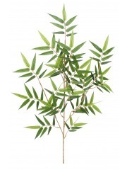 Feuille de bambou oriental